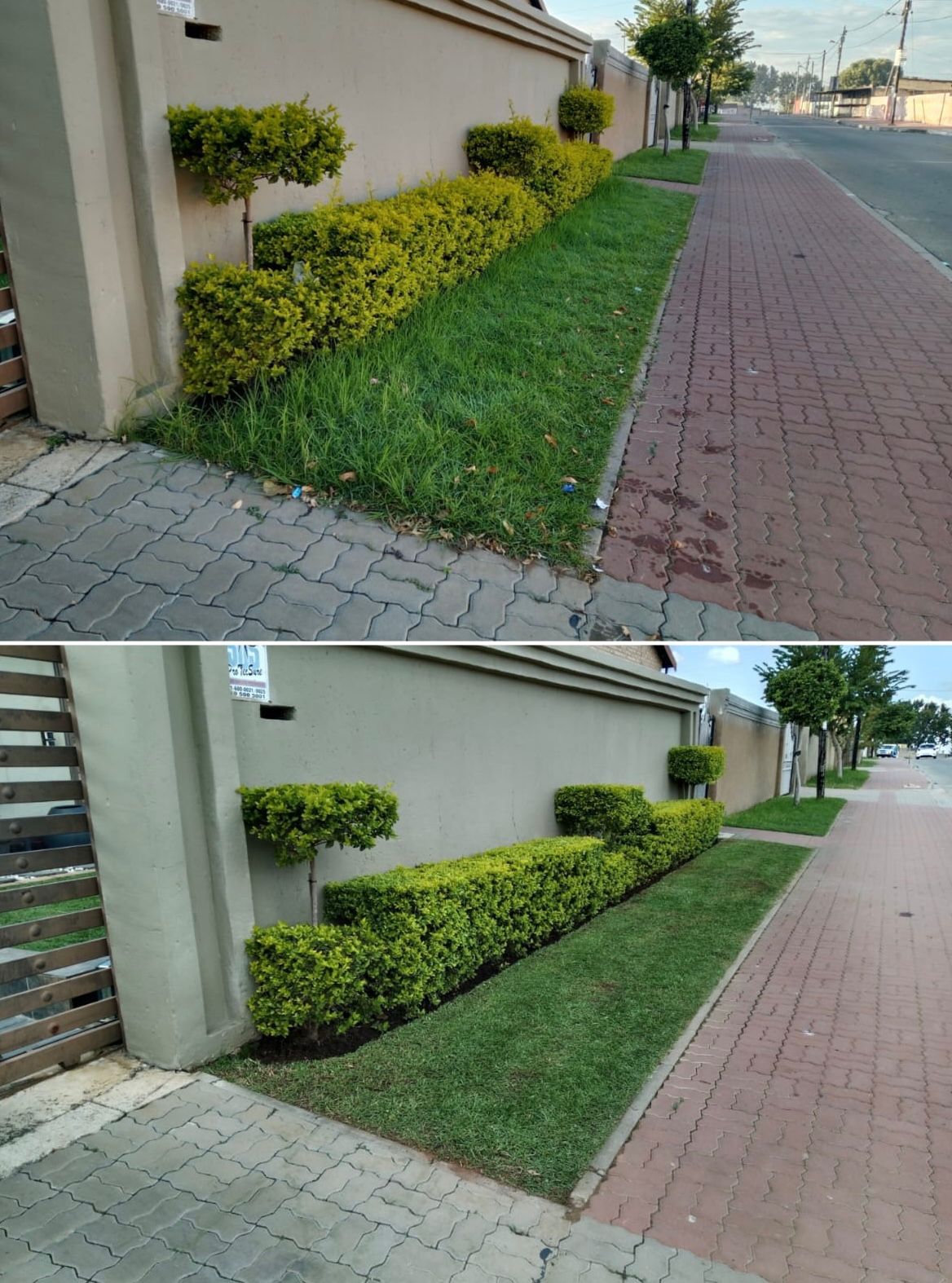 Professional tree care service